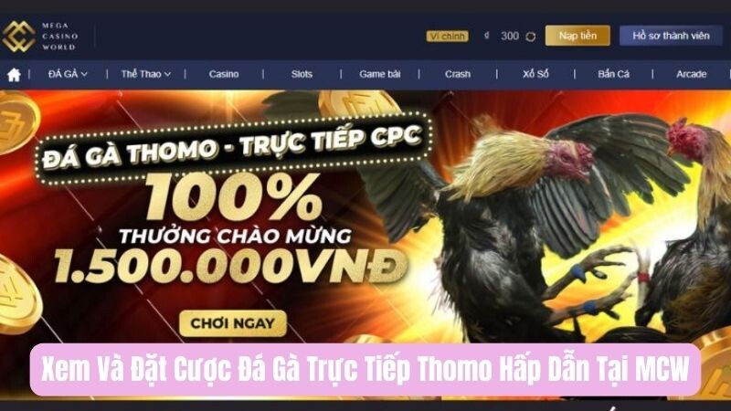 Giới thiệu tổng quan về đá gà trực tiếp Thomo tại MCW